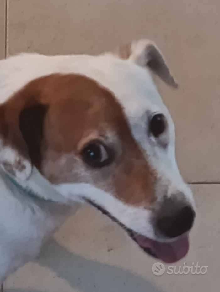 Tierheim Duisburg Parson Jack Russell Tierheim Rassehunde Einfach