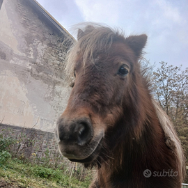 Mini pony