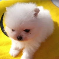 Spitz della Pomerania