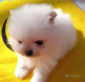 Spitz della Pomerania