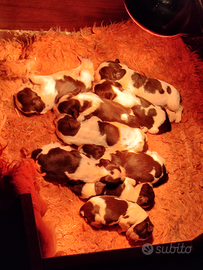 Cuccioli springer