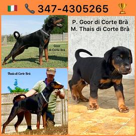 Dobermann alta genealogia