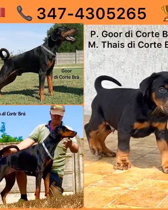 Dobermann alta genealogia