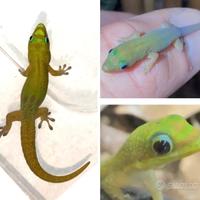 Geco Phelsuma laticauda