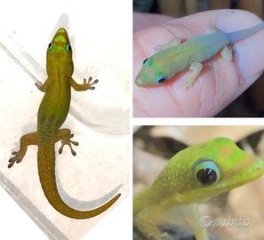 Geco Phelsuma laticauda