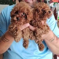 Barboncino mini toy red 3F 3M anche a rate