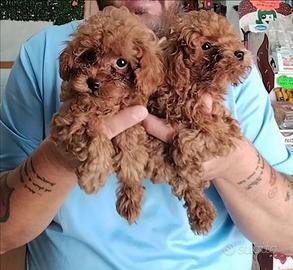 Barboncino mini toy red 3F 3M anche a rate