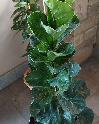 Pianta da interno