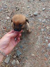 Cuccioli taglia piccola