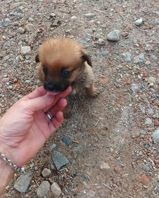Cuccioli taglia piccola