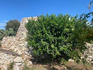 Terreno nel centro del Salento,