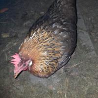 Gallina livornese collo oro