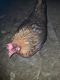 Gallina livornese collo oro