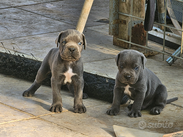 Cuccioli di Cane Corso