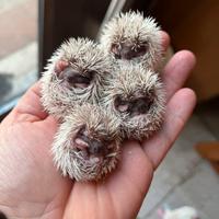 Cuccioli riccio africano