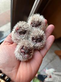 Cuccioli riccio africano