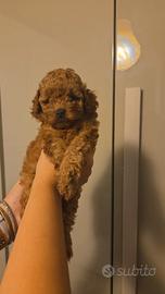 Cuccioli barboncino toy