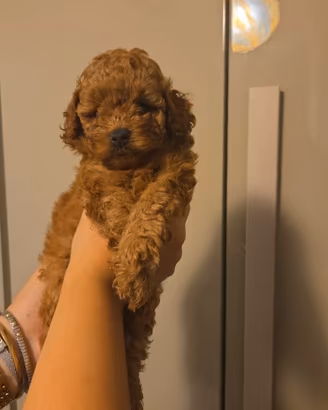 Cuccioli barboncino toy