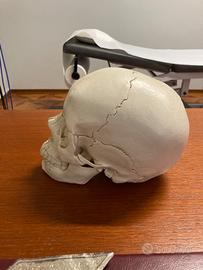 cranio scomponibile