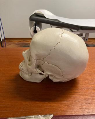 cranio scomponibile