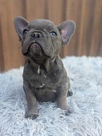 Bulldog francesi Merle maschi