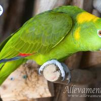 Pappagallo Nuca gialla - Amazzone