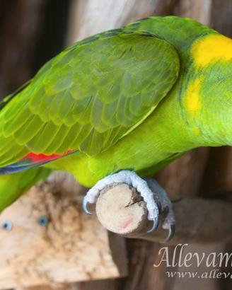 Pappagallo Nuca gialla - Amazzone