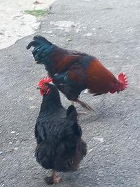 Coppia marans