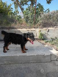 Jagd terrier