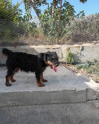 Jagd terrier