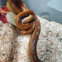 Serpente elaphe motley