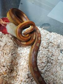 Serpente elaphe motley