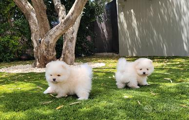Cuccioli spitz di pomerania