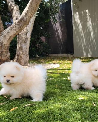 Cuccioli spitz di pomerania