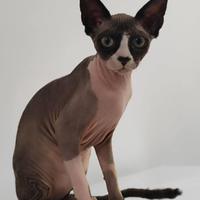 Gatti Canadian sfinx vende