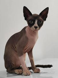 Gatti Canadian sfinx vende