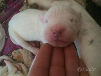 Cuccioli di Dogo Argentino