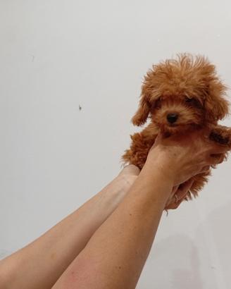 Barboncino mini toy