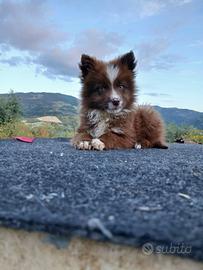 Border collie