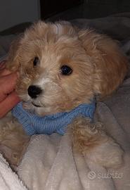 Cucciolo quasi 3 mesi