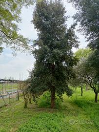 quercus super sughera