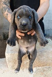 Cuccioli di Cane Corso