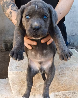 Cuccioli di Cane Corso
