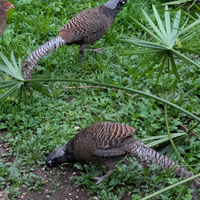 Fagiani lady Amherst black