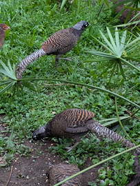 Fagiani lady Amherst black