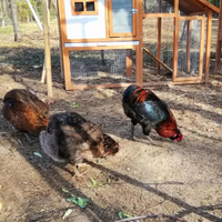 Gallo giovane Araucana