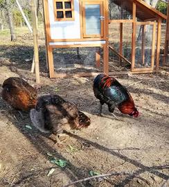 Gallo giovane Araucana