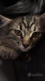 Gatto norvegese delle foreste