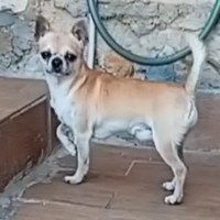 Chihuahua per accoppiamento