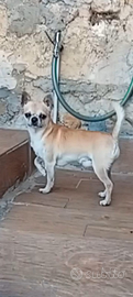 Chihuahua per accoppiamento